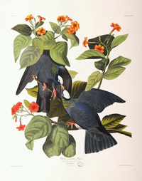 White-crowned Pigeon 